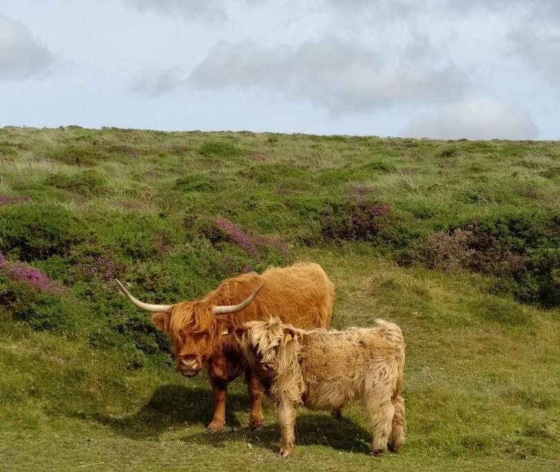 הוילה Hennock The Dairy - Quaint 1Br In Dartmoor National Park מראה חיצוני תמונה